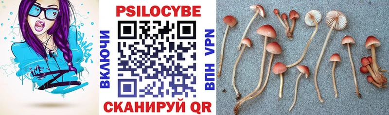 купить закладку  Камень-на-Оби  сайты даркнета официальный сайт  Галлюциногенные грибы Cubensis 
