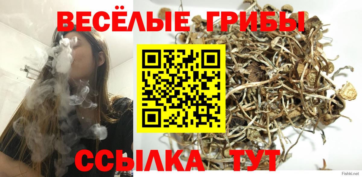 Псилоцибиновые грибы Cubensis  Вход с VPN  как найти   Камень-на-Оби 